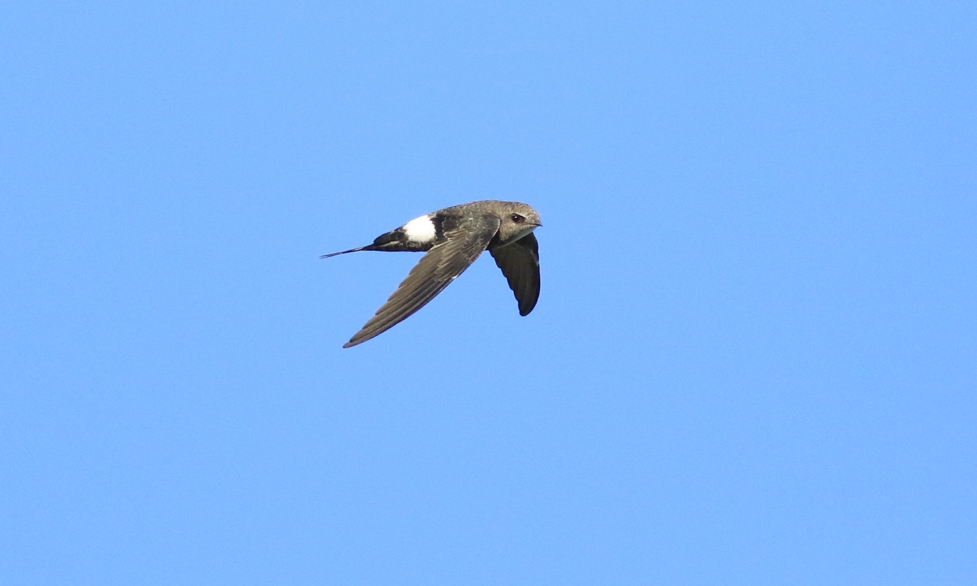 Fork-tailed Swift (Image ID 29614)