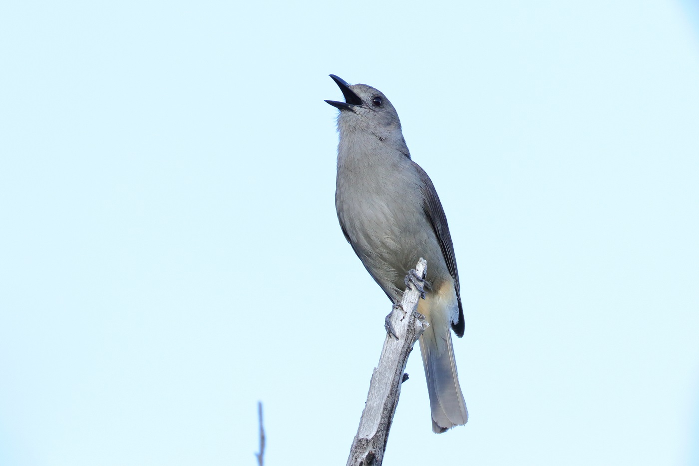 Grey Shrike-thrush (Image ID 29346)