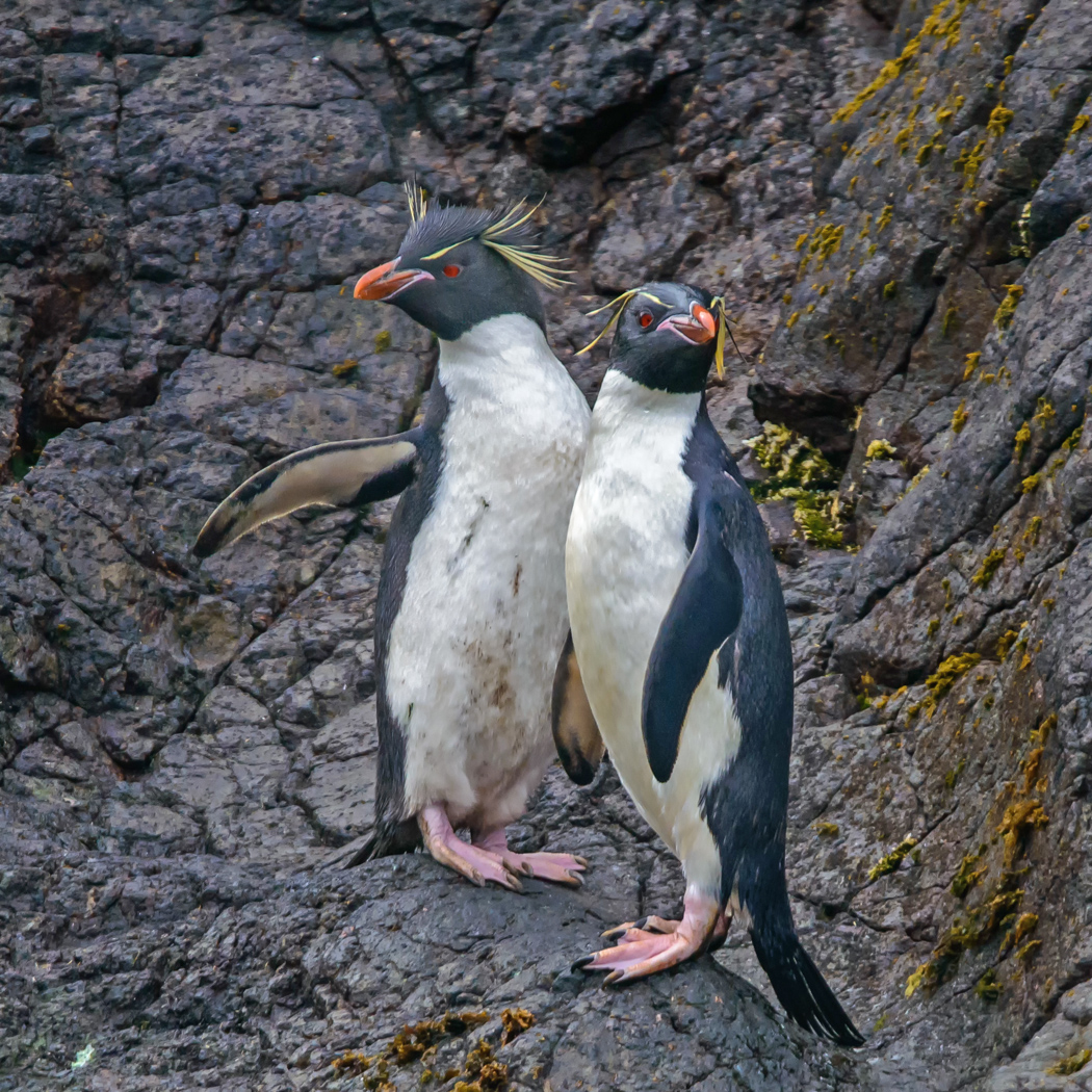Southern Rockhopper Penguin (Image ID 29762)