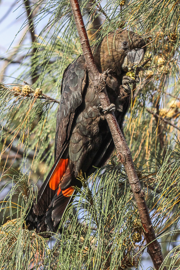 Glossy Black-Cockatoo (Image ID 29382)