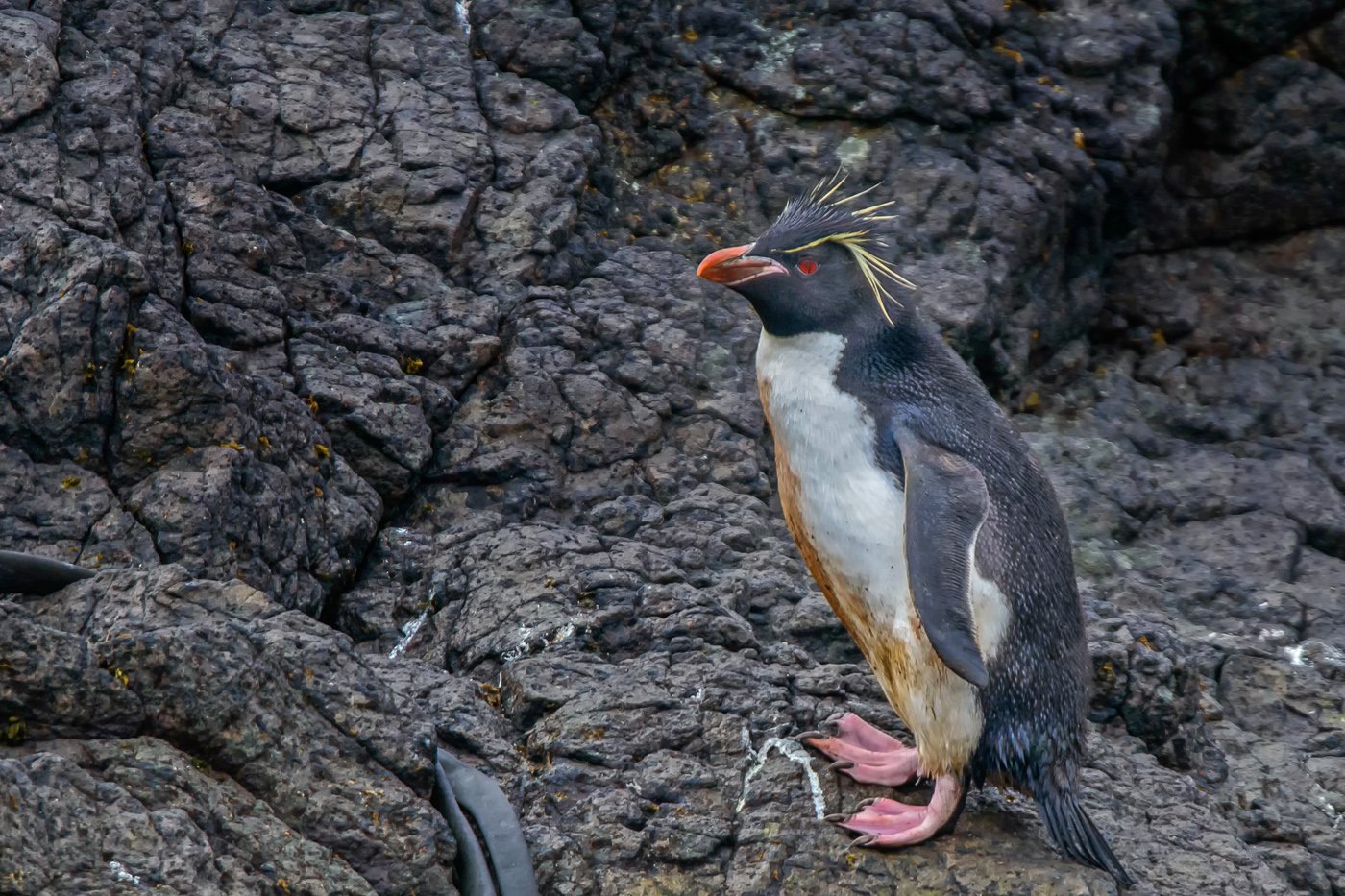 Southern Rockhopper Penguin (Image ID 29763)