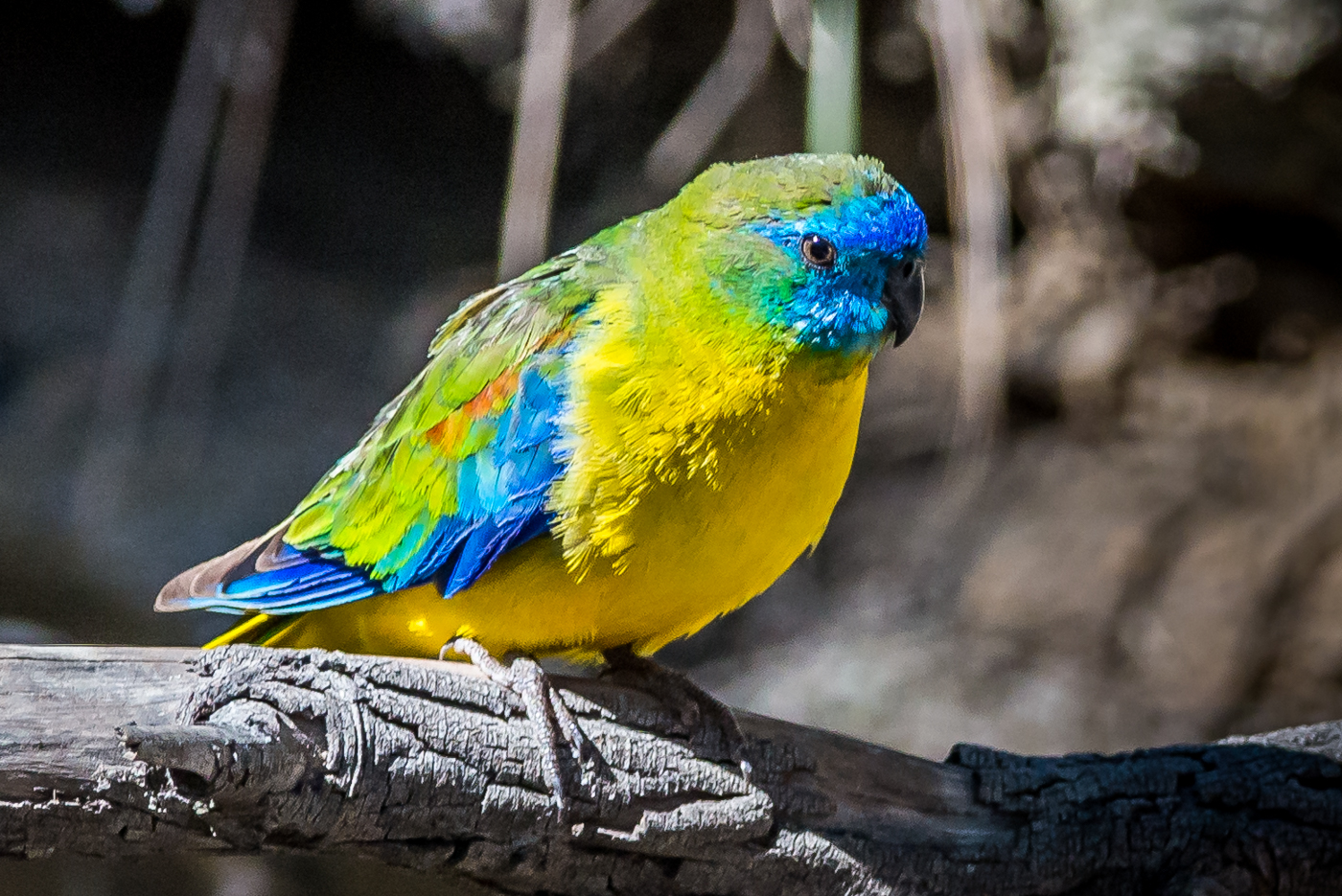 Turquoise Parrot (Image ID 29395)