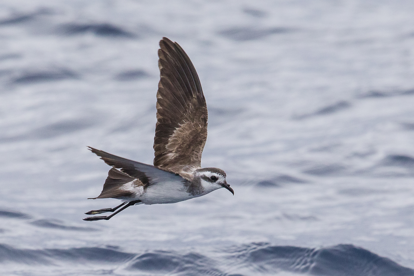 White-faced Storm-Petrel (Image ID 29770)
