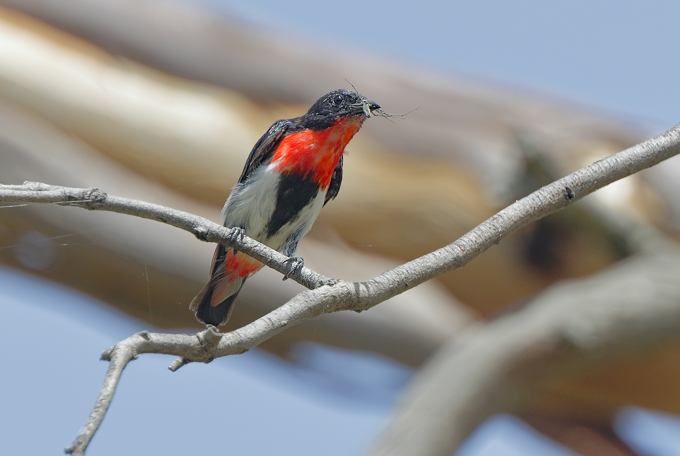 Mistletoebird (Image ID 29567)