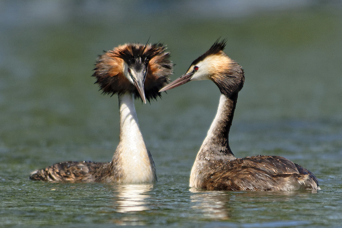 Great Crested Grebe (Image ID 29389)