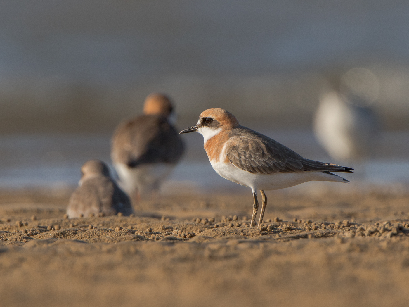 Greater Sand Plover (Image ID 29630)