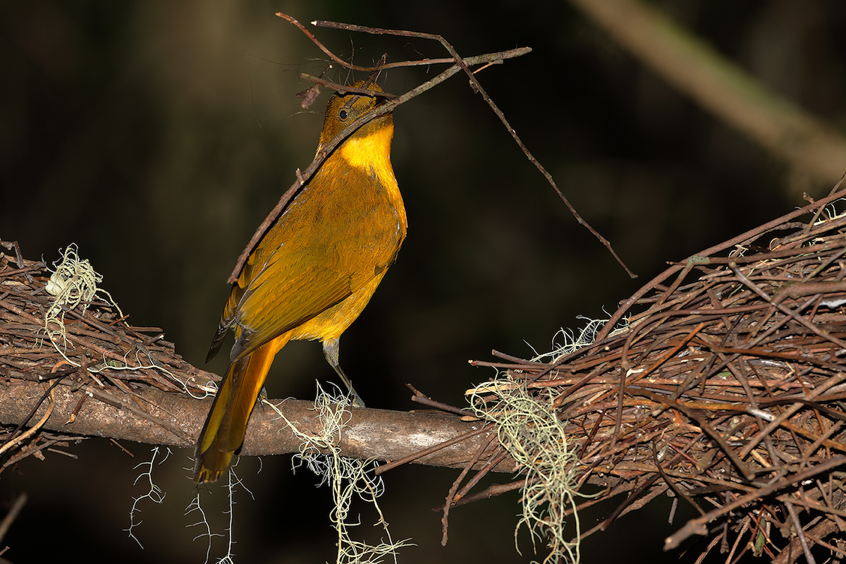 Golden Bowerbird (Image ID 29694)