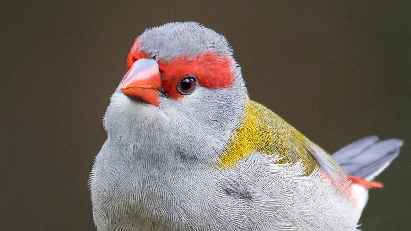 Red-browed Finch (Image ID 29549)