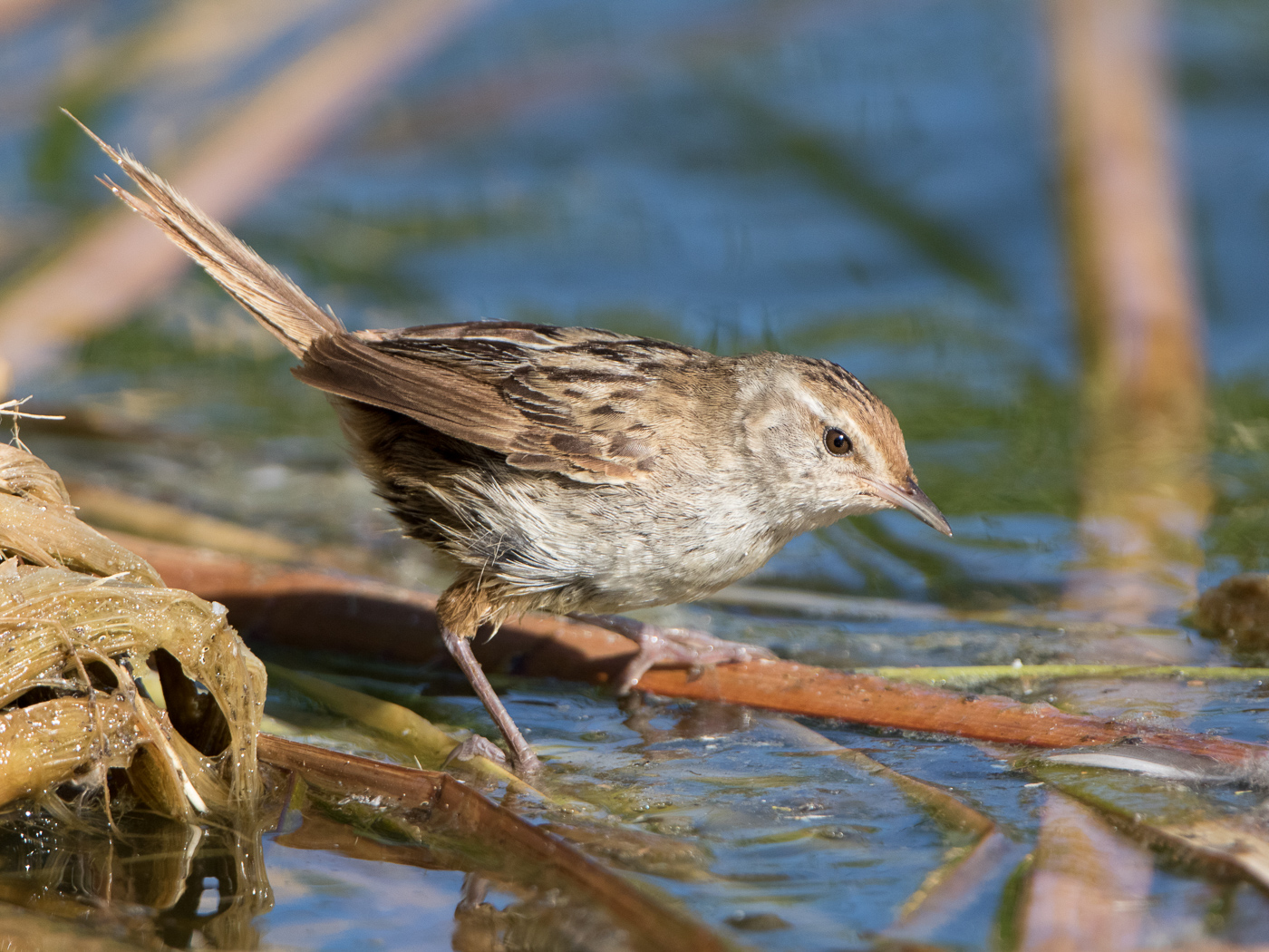 Little Grassbird (Image ID 29753)