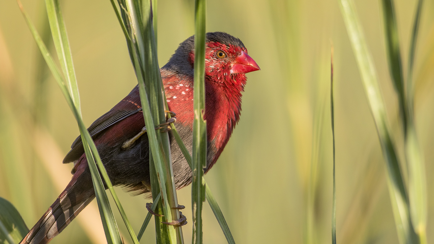 Black-bellied Crimson Finch (Image ID 29455)
