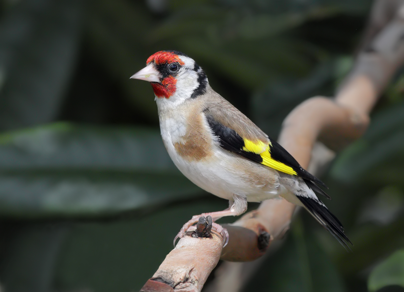 European Goldfinch (Image ID 29476)