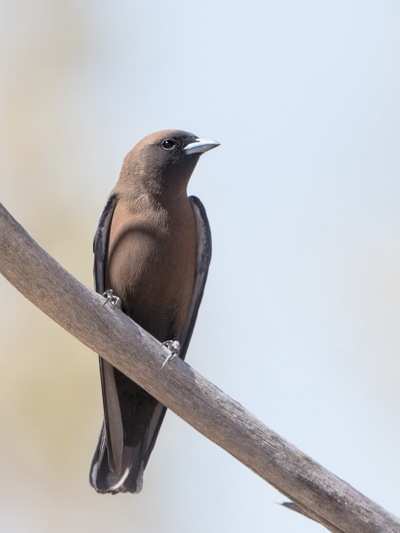 Little Woodswallow (Image ID 29633)