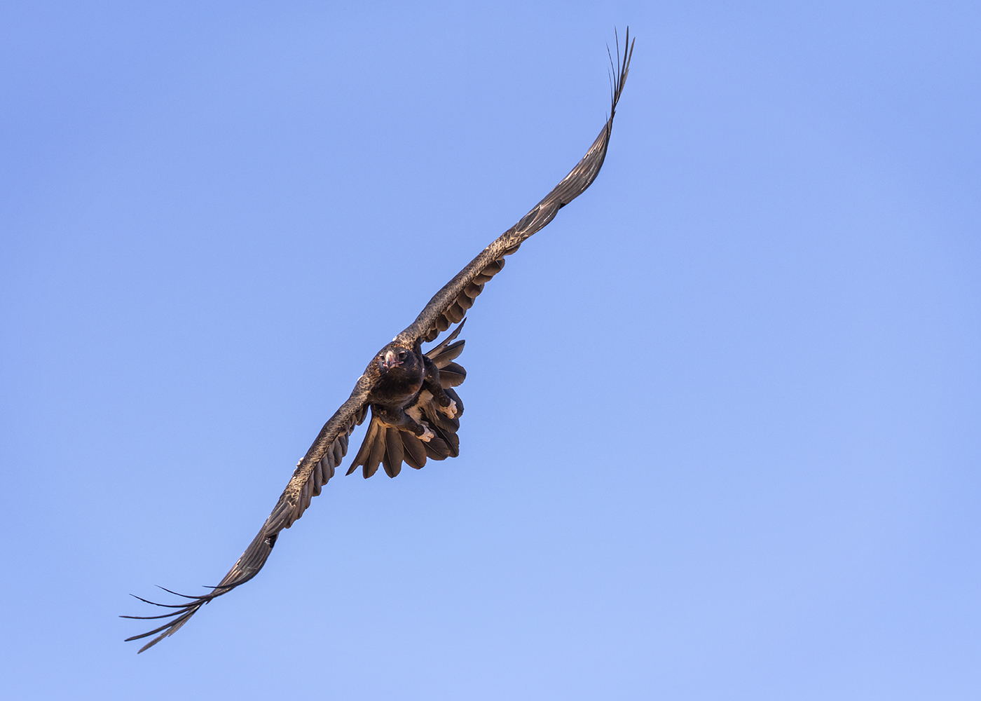 Wedge-tailed Eagle (Image ID 29350)