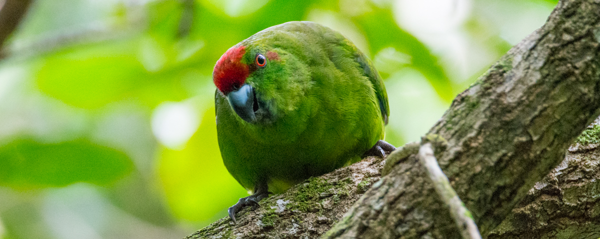 Red-fronted Parakeet (Image ID 29684)
