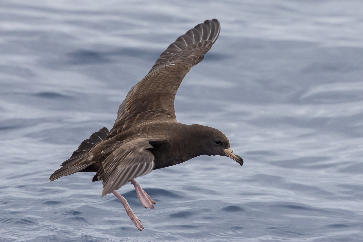 Flesh-footed Shearwater (Image ID 29767)