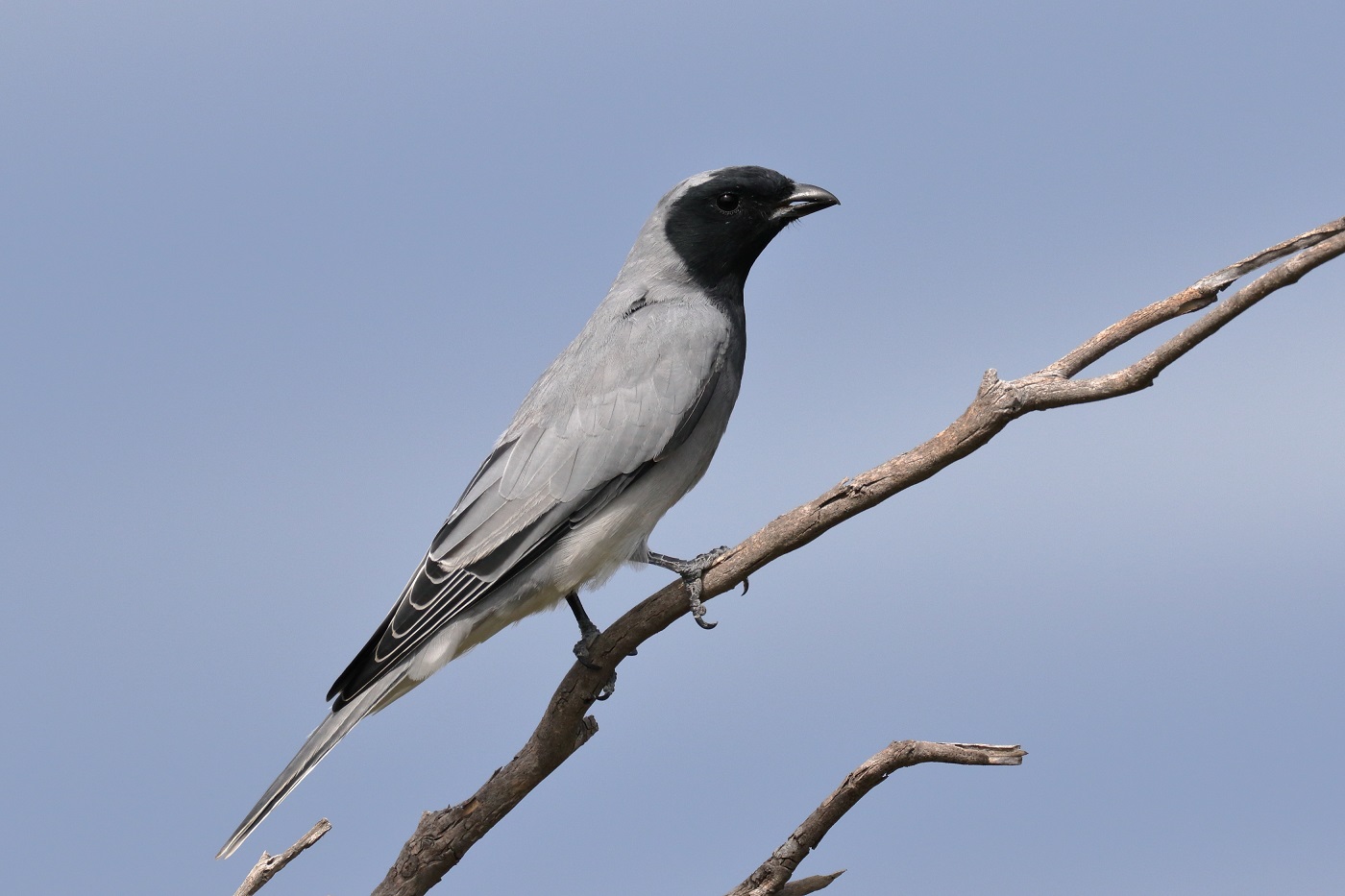 Black-faced Cuckoo-shrike (Image ID 29884)