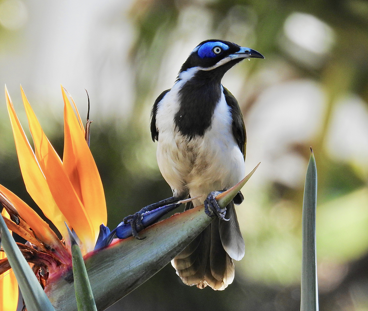 Blue-faced Honeyeater complex (Image ID 29786)