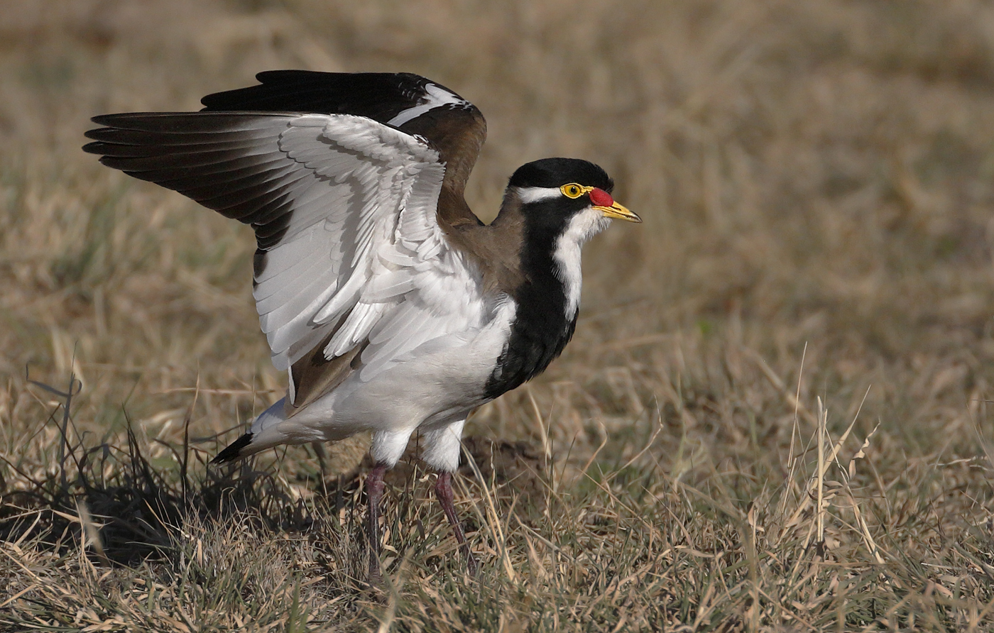 Banded Lapwing (Image ID 29851)