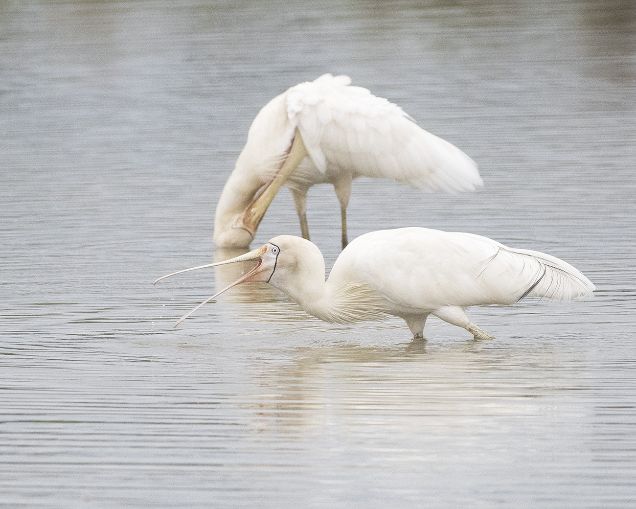 Yellow-billed Spoonbill (Image ID 29917)
