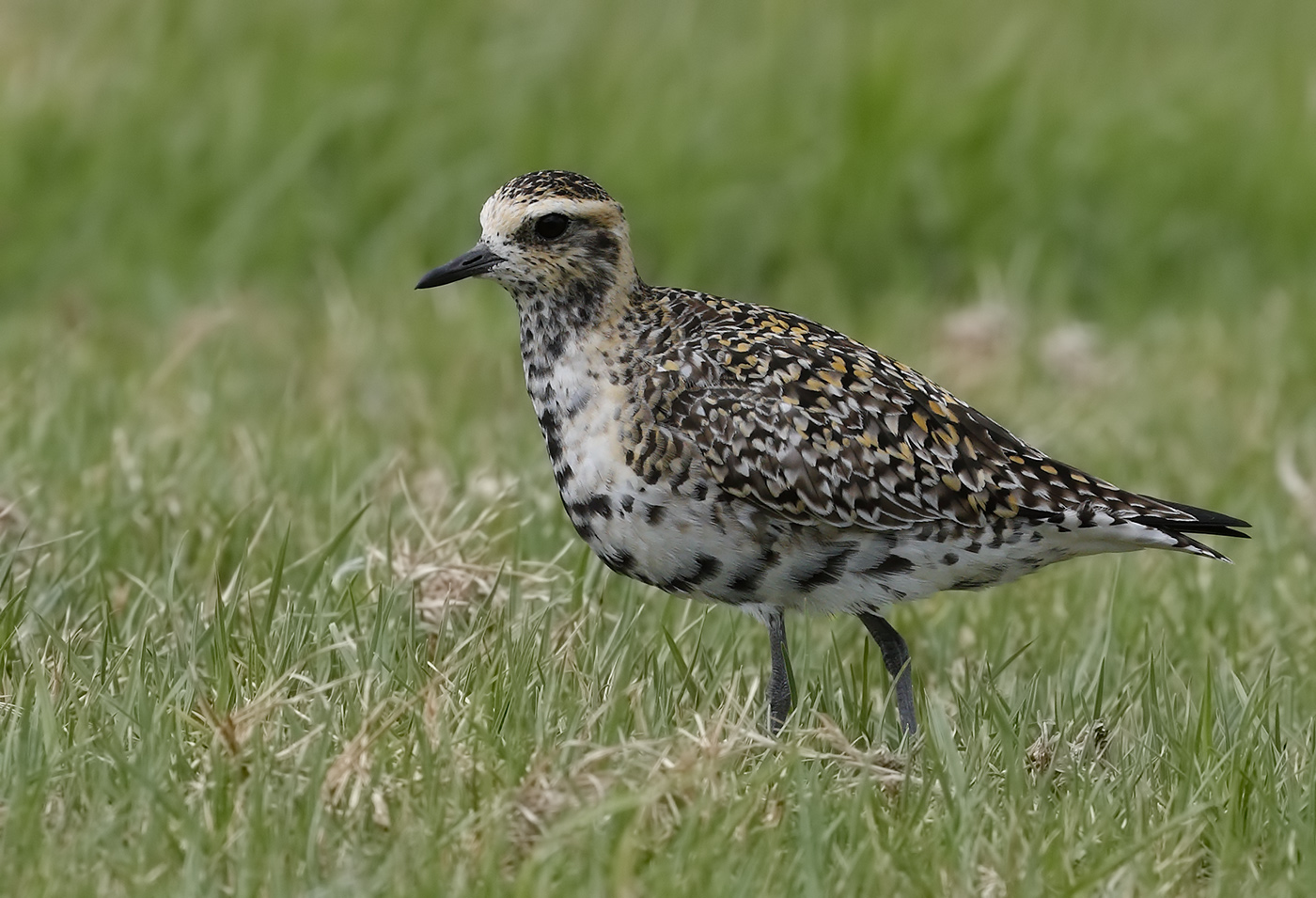 Pacific Golden Plover (Image ID 29861)