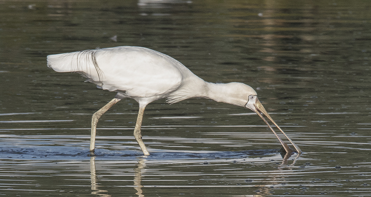 Yellow-billed Spoonbill (Image ID 30015)