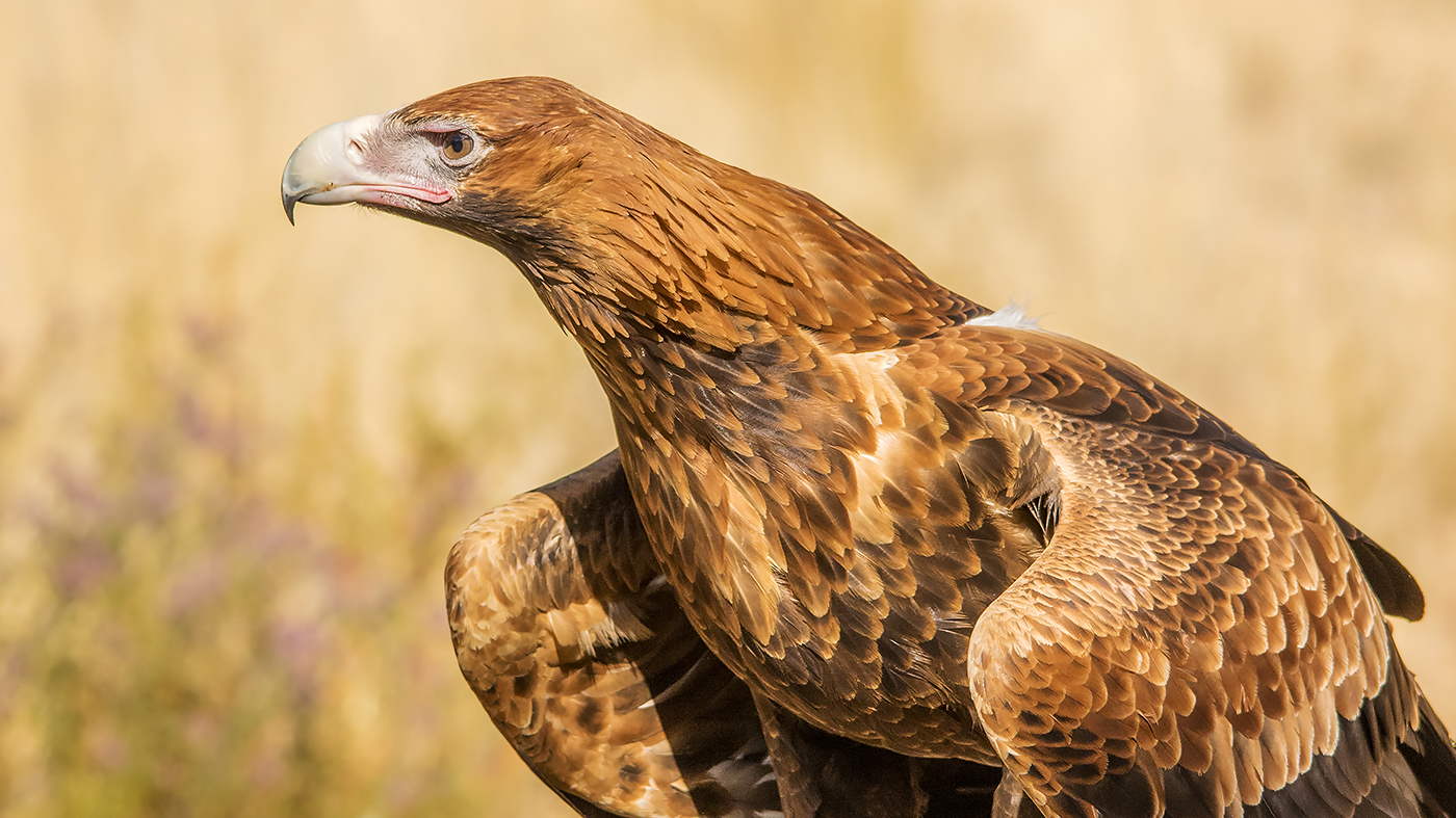 Wedge-tailed Eagle (Image ID 29808)