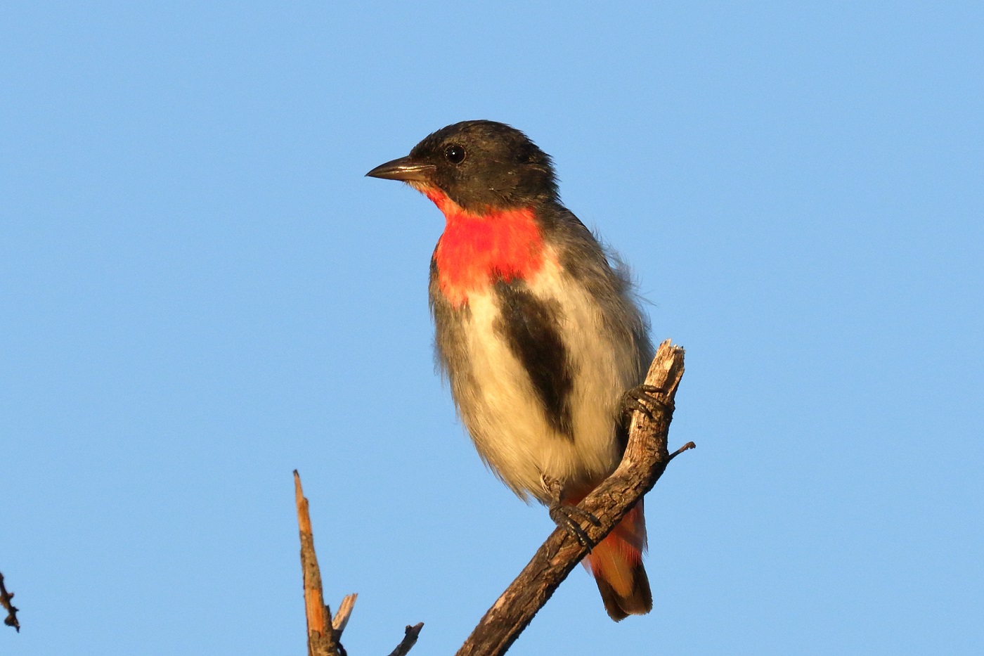 Mistletoebird (Image ID 29843)