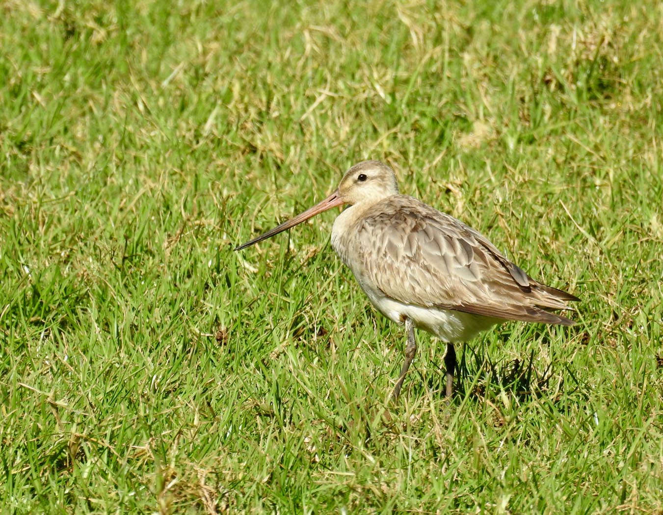 Bar-tailed Godwit (Image ID 29948)