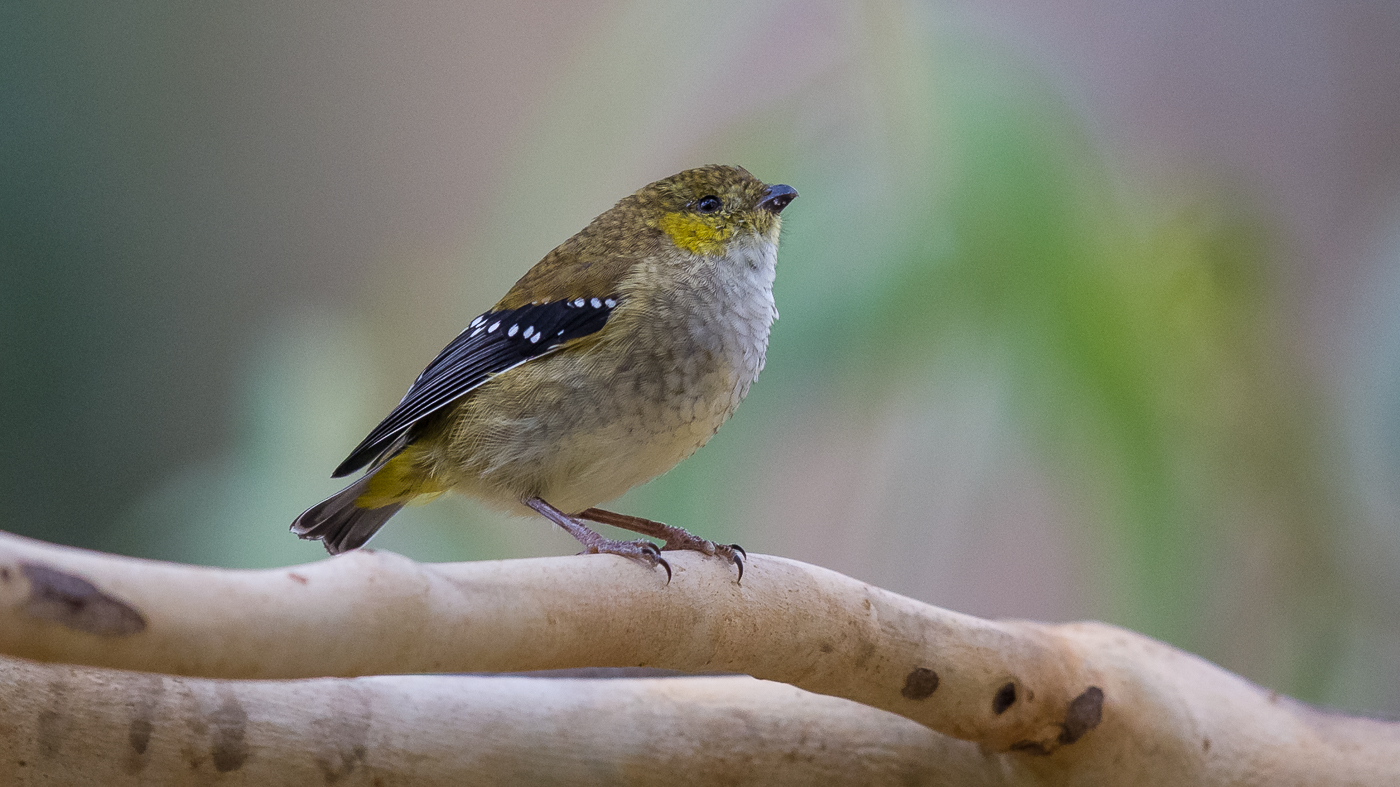 Forty-spotted Pardalote (Image ID 29980)