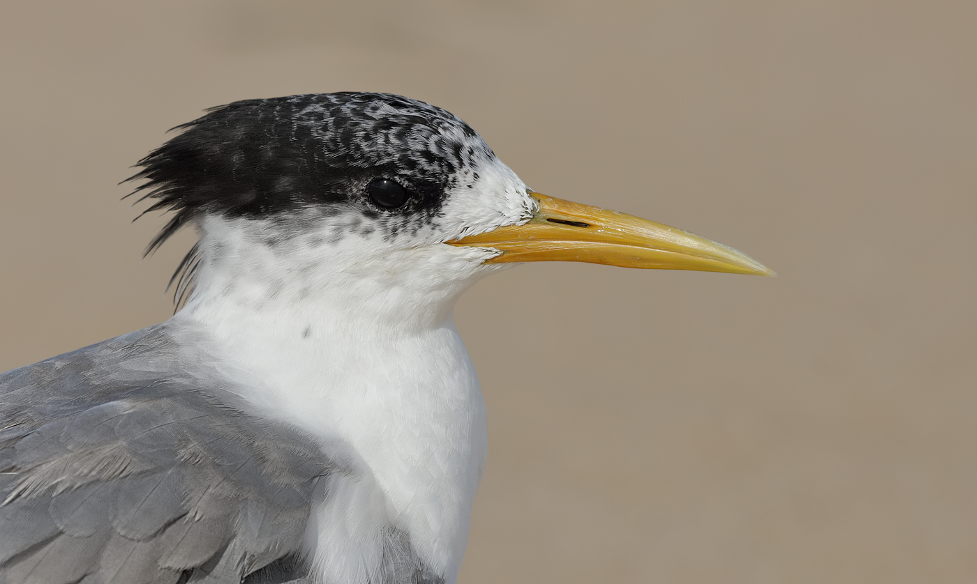 Greater Crested Tern (Image ID 29919)