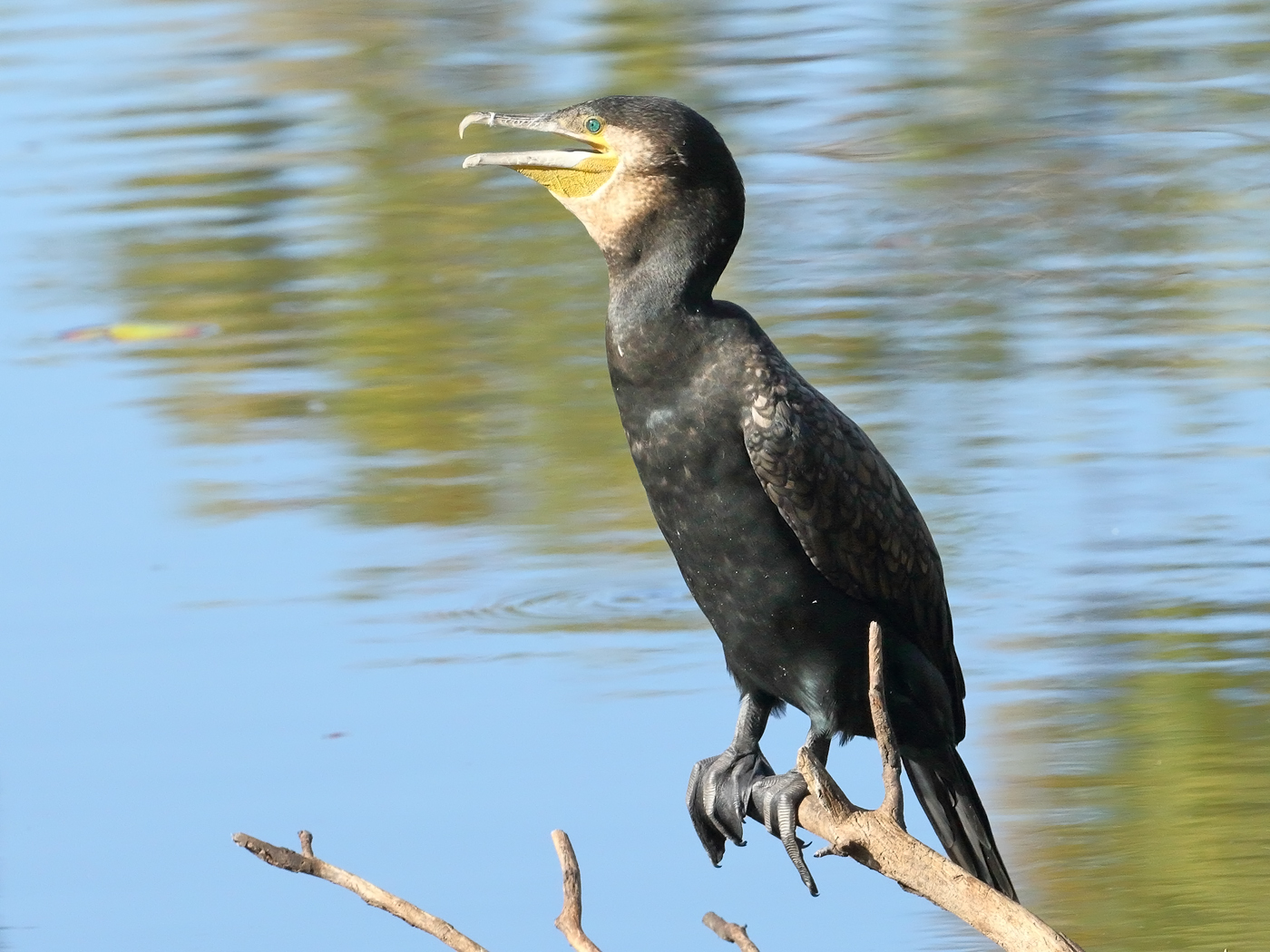 Great Cormorant (Image ID 29890)