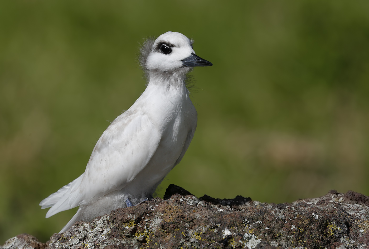White Tern (Image ID 29877)
