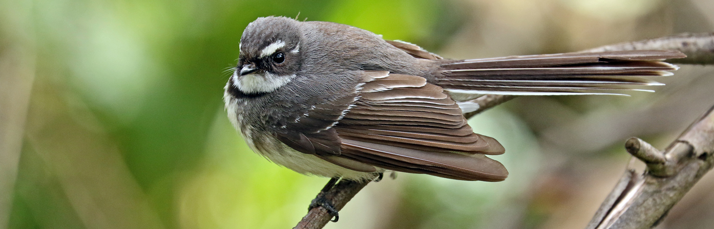 Grey Fantail (Image ID 30001)