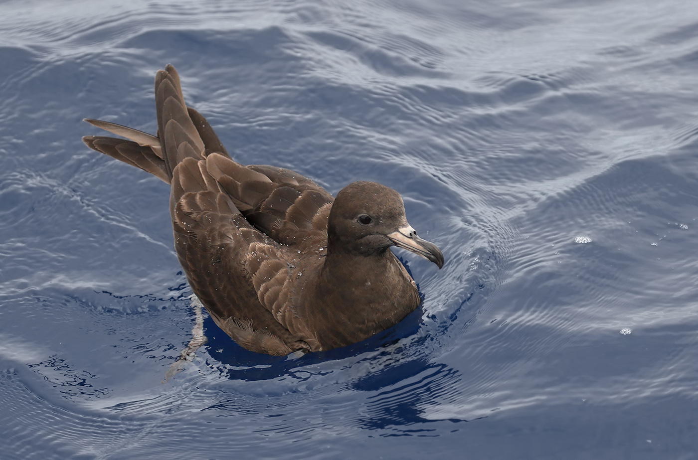Flesh-footed Shearwater (Image ID 29876)