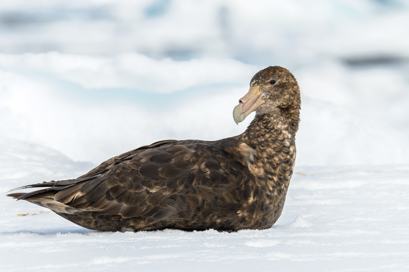 Southern Giant-Petrel (Image ID 29934)