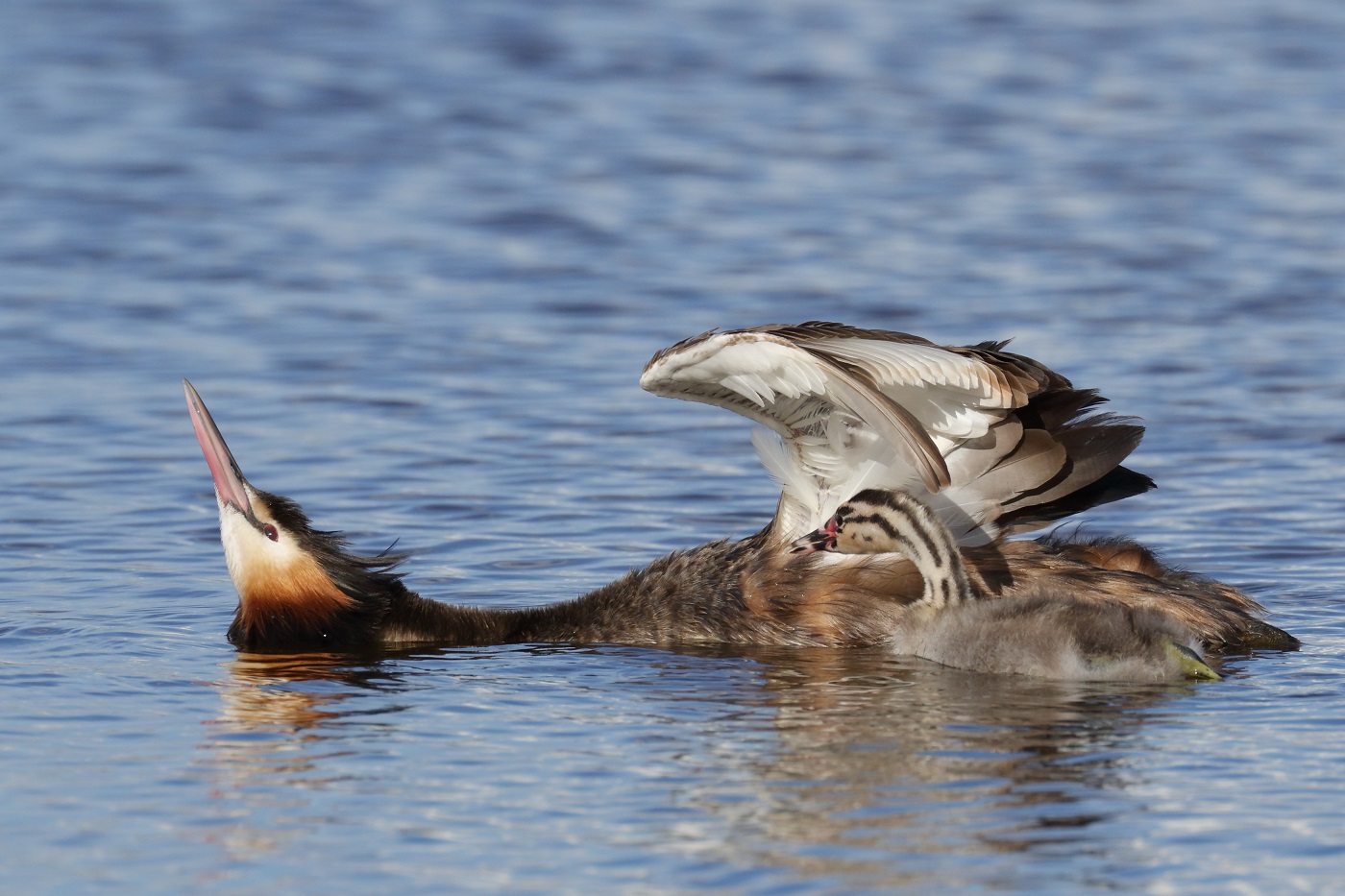 Great Crested Grebe (Image ID 29885)
