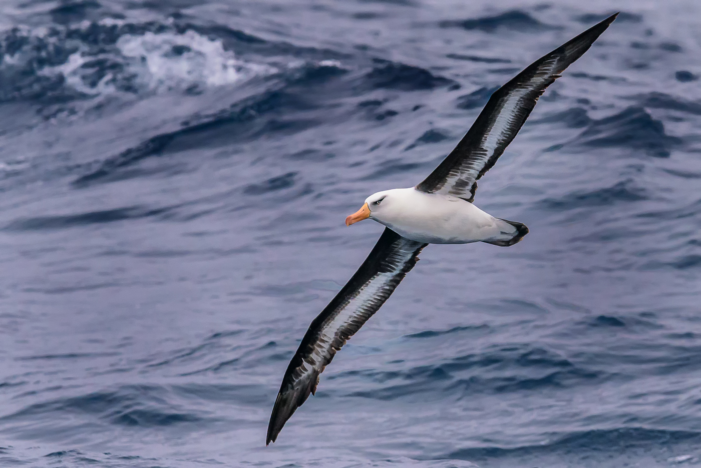 Campbell Albatross (Image ID 29932)