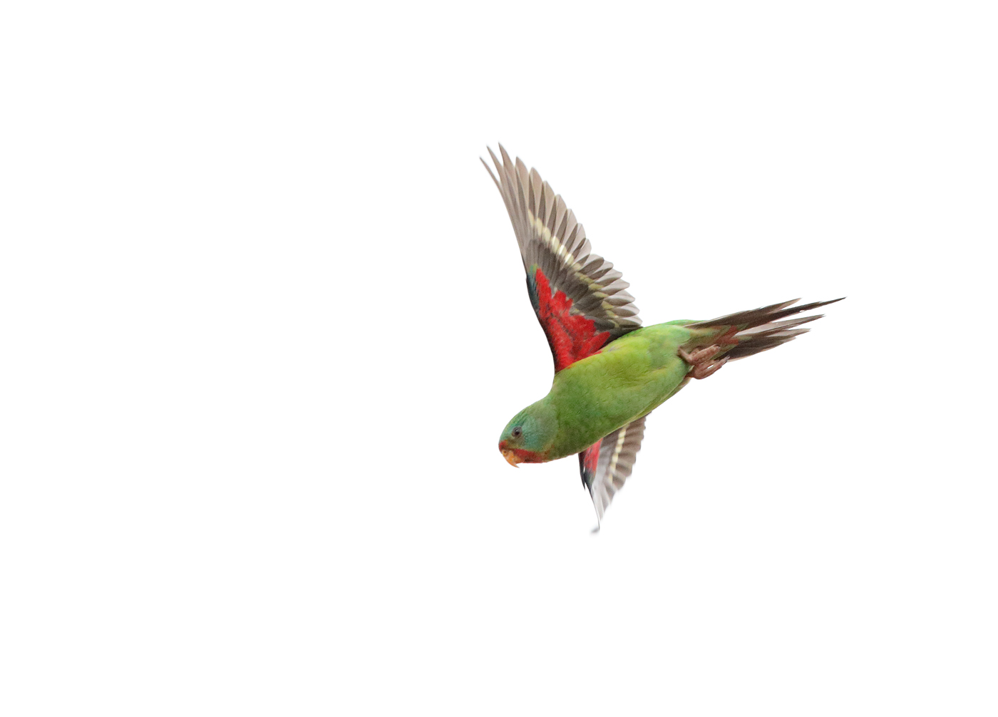Swift Parrot (Image ID 29988)