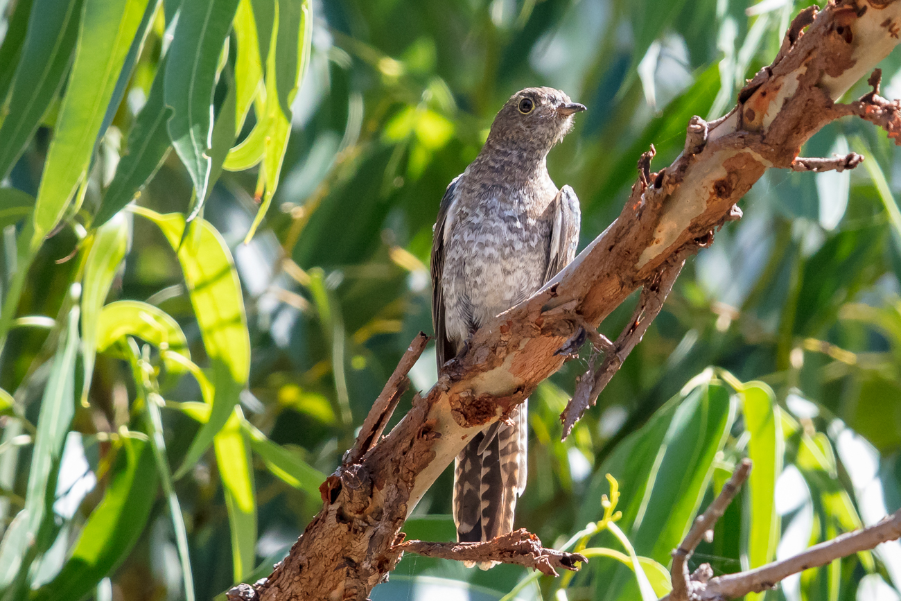 Fan-tailed Cuckoo (Image ID 29893)