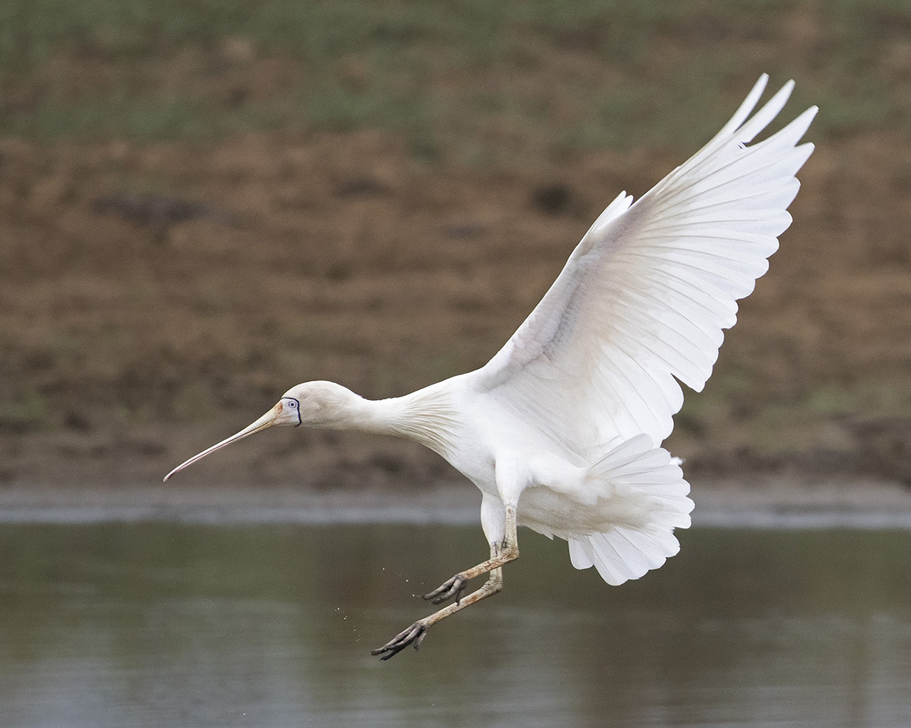Yellow-billed Spoonbill (Image ID 29916)