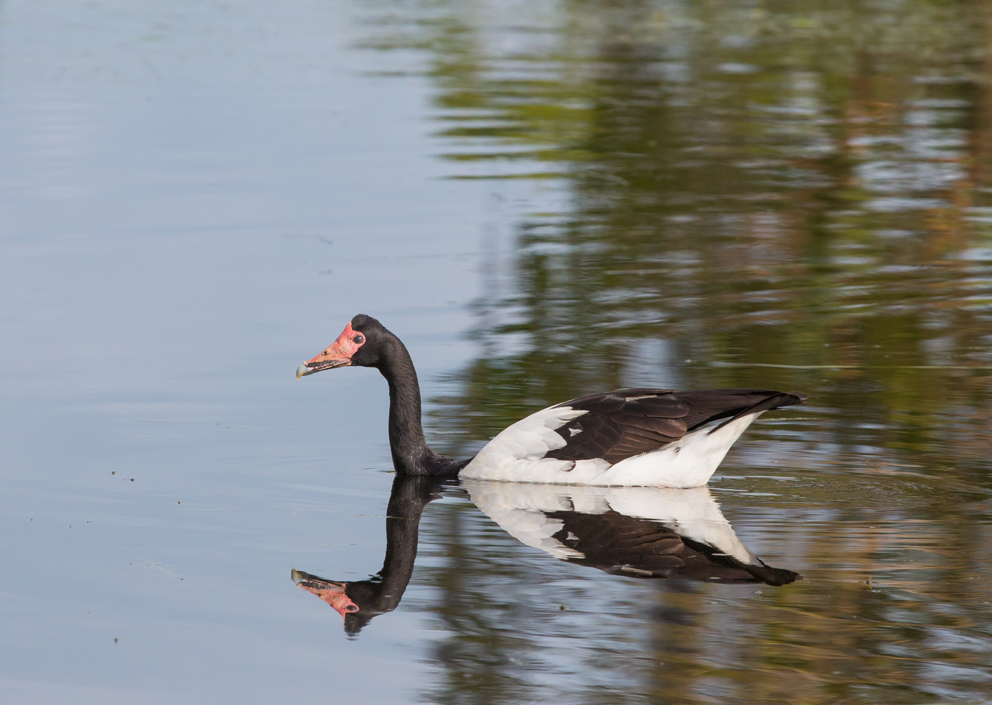 Magpie Goose (Image ID 29946)