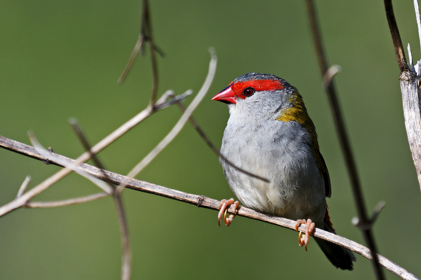 Red-browed Finch (Image ID 29838)