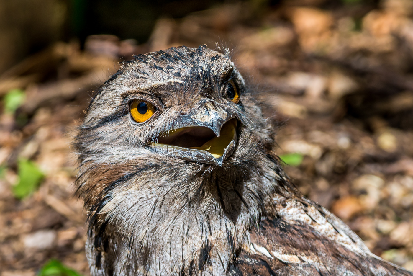 Tawny Frogmouth (Image ID 29793)
