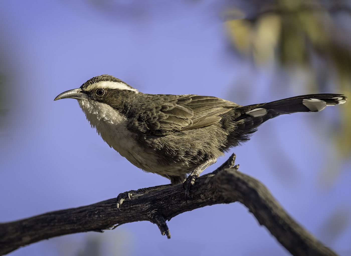 White-browed Babbler (Image ID 29887)