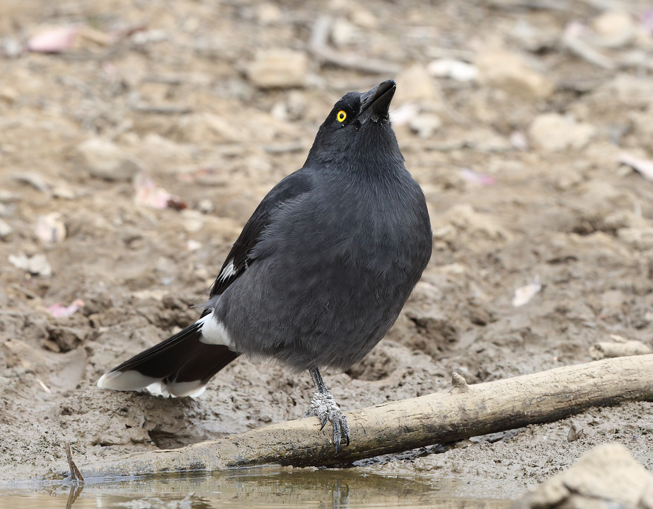 Pied Currawong (Image ID 29854)