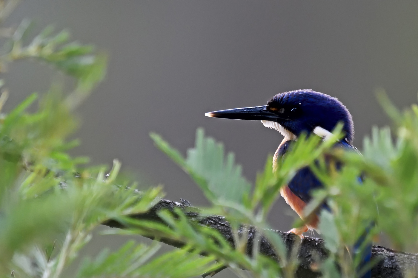 Azure Kingfisher (Image ID 29814)