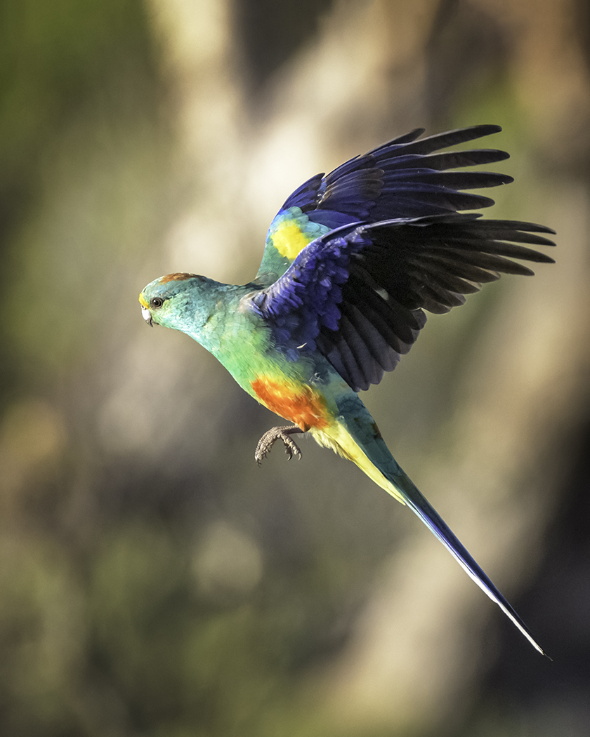 Mulga Parrot (Image ID 29829)