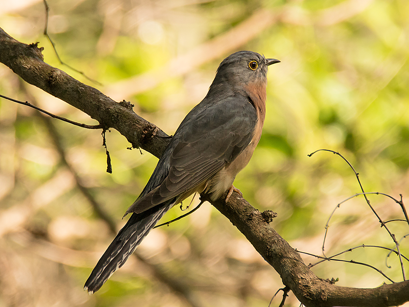 Fan-tailed Cuckoo (Image ID 29897)