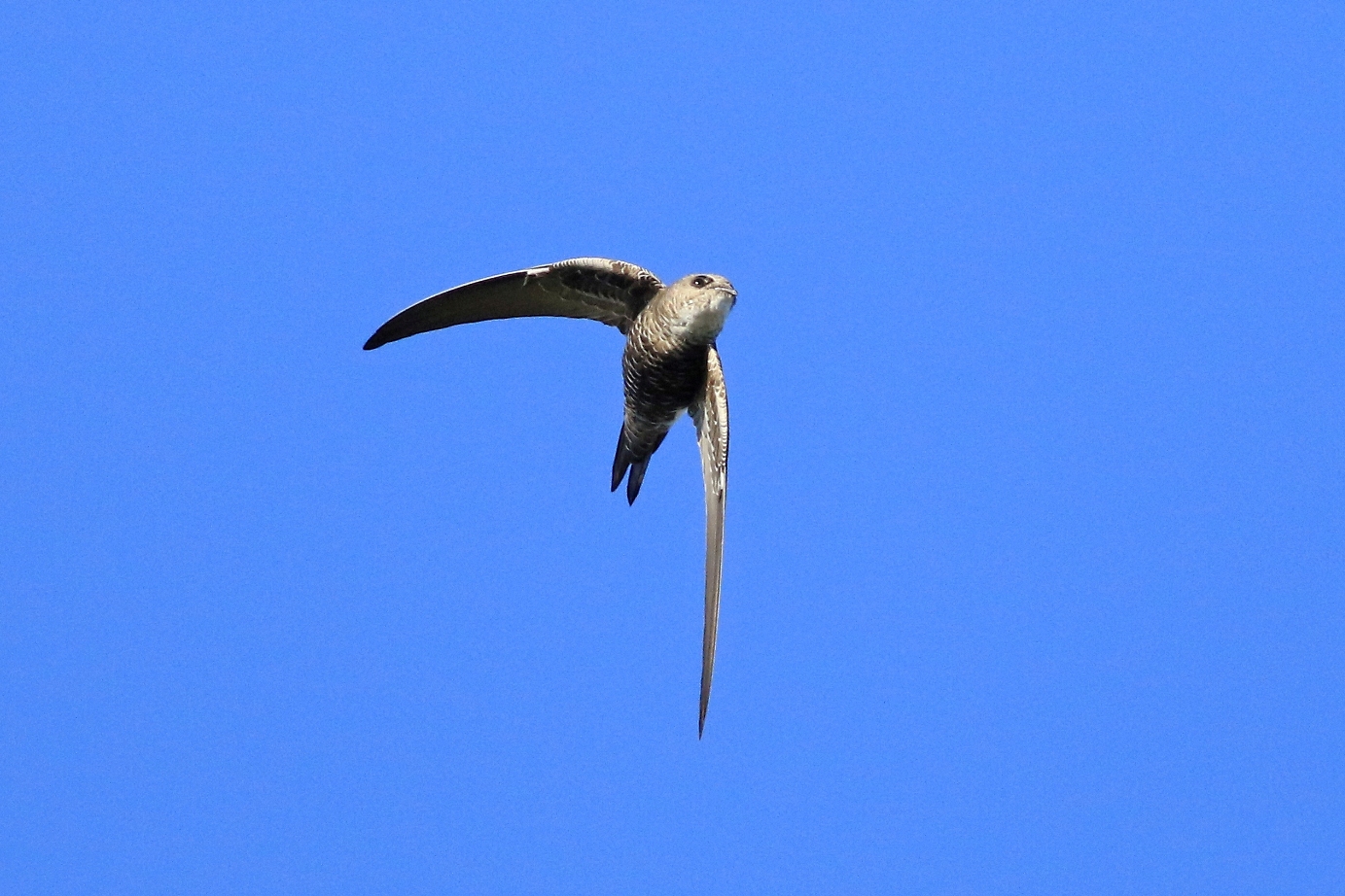 Fork-tailed Swift (Image ID 29981)