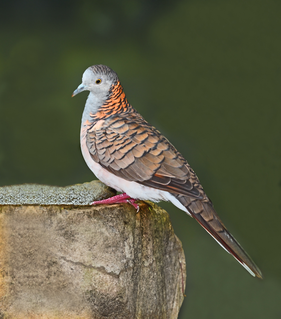 Bar-shouldered Dove (Image ID 29798)